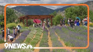 Lavender Festival returning to Denver Botanic Gardens [upl. by Aenahs]