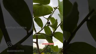 Uvaria Rufa Fruit setting  9290909559 raithu fruit mango telanganaagriculture [upl. by Eimot]