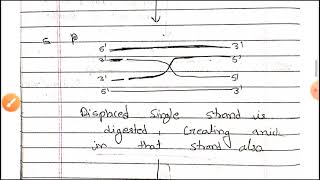 Meselson radding model of homologous recombination  Hindi  Recombination  Part 3 [upl. by Nilecoj326]