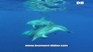 Tursiops truncatus  Tursiops  Grand Dauphin  Bottlenose dolphin  Flipper [upl. by Kaden]