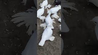 pigeon bird kabootar only loton kobutor 07 new samar youtubeshorts [upl. by Sidwell]