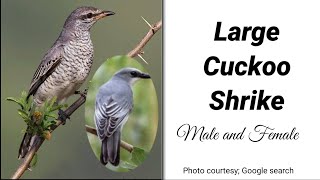 Large Cuckoo Shrike Male and female [upl. by Madison625]