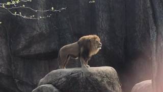 Epic Lion Roar at Lincoln Park Zoo [upl. by Base]