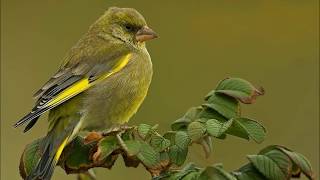 Welke vogels zingen in uw tuin [upl. by Thistle]