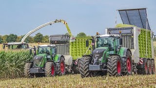 FENDT Traktoren amp CLAAS Jaguar 980 häckseln Mais für eine Biogasanlage  Lohnunternehmen Steyns [upl. by Isawk]