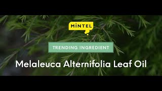 Mintel Trending Ingredient Melaleuca Alternifolia Leaf Oil EN [upl. by Alesram]