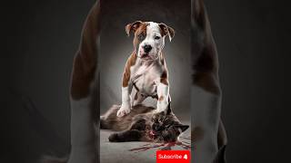 Pitbull puppy vs German shepherd husky Doberman  BoxerGerman cat animalkidfight aninalworrier [upl. by Eduard204]