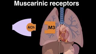 2Parasympathetic Nervous System  Muscarinic receptors and Nicotinic receptors [upl. by Anauqal]