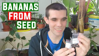 I grow bananas from seeds Snow banana and Musa Sikkimensis [upl. by Gaultiero425]