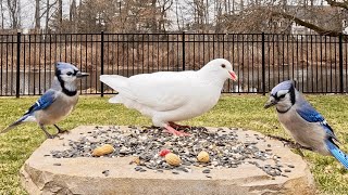 🔴 247 LIVE Backyard Birds amp Squirrels on a Windy Day [upl. by Dnalyag]