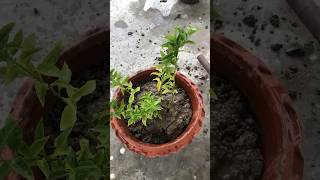 Indoorplants youtubeshorts indoorplants garden trending nature beginners shorts gardening [upl. by Rockey]