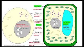 Cell structure prokaryotes vs eukaryotes AQA GCSE [upl. by Vedi]