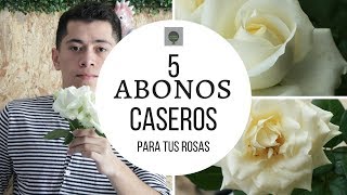 ABONOS CASEROS PARA TENER ROSAS INCREIBLES [upl. by Tcideneb406]