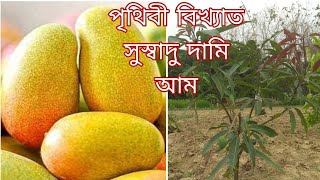 ইমাম পাসান্দ আম  Imam Pasand Mango  Costly Mango in the World [upl. by Orvas]