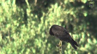 Bruine kiekendief vangt prooi Grafven Strabrechtse Heide 20130816 Natuurkanaal [upl. by Lacagnia294]