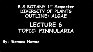 Pinnularia by Rizwana Nawaz [upl. by Adnirol]