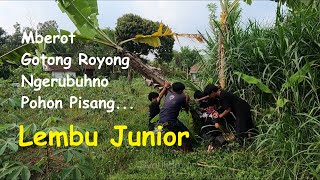 Mberot playon bareng bantengan Lembu Junior full kalapan [upl. by Trudey]