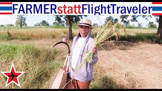 Farm Arbeit statt Flight Report  Wir helfen wieder bei der Reisernte im Thailand Urlaub [upl. by Keiko553]