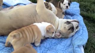 Bella and Brunos 4 week old english bulldog puppies [upl. by Lenard]