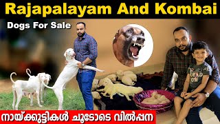 നല്ലയിനം രാജപാളയം നായക്കുട്ടികൾ വാങ്ങാം  Rajapalayam Dogs for Sale dogsale rajapalayam [upl. by Ahsertal]