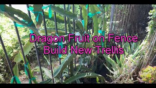 Dragon Fruit Growing On Fence  building redwood DF trellis Fox Farm Happy Frog Potting Soil [upl. by Ahsenit865]