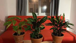 Time lapse of Calathea Plants 60 Hours 3 nights [upl. by Skcirdnek]