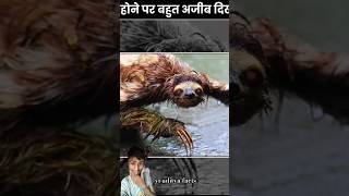 दुनिया के 5 अजीब एनिमल्स जो गीले होने पर अजीब दिखते हैं 😱🤯💯amazingfacts animalsviralshortsshorts [upl. by Byron482]