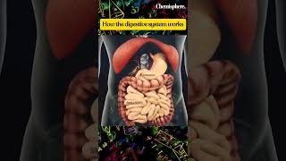 How the digestive system works biology neet anatomy [upl. by Ayotol]