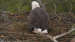 AEF NEFL Eagle Cam 111418 Welcome NE20 [upl. by Wyler]