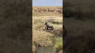 Serengeti Migration  Nature in Action  Blessing Safaris [upl. by Eidissac]