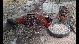 Temmincks Tragopan Pheasants [upl. by Moreland]