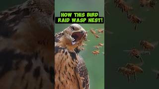 How This Bird Raid Wasp Nest [upl. by Sral]