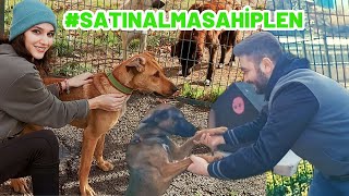 Hayvan Barınağını Ziyaret Ettik  Barınaktan Nasıl Köpek Sahiplenilir [upl. by Ilyak875]