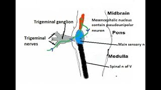 Mesencephalic nucleus it is not a true nucleus [upl. by Anirtak]