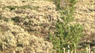 Episode 2 Wyoming Mule Deer Hunt  Triple MAG [upl. by Sirak216]