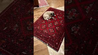 🐶 Pets on Persian Rugs [upl. by Notkcorb485]