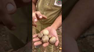 Air potato Dioscorea bulbifera farming agriculture crop farmer nature trending youtubeshorts [upl. by Arreyt]