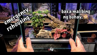 First bioactive tarantula enclosure with live plants Megaphobema robustum [upl. by Darleen]