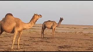 Camel Family Part 2  Camel Meeting  Ship of The Desert [upl. by Elrebma]