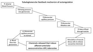 Tubuloglomerular Feedback mechanism of autoregulation [upl. by Yenoh]