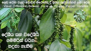 දේශීය සහ විදේශීය ගම්මිරිස් වර්ග හදුනා ගැනීම  How To Identify Local amp Foreign Pepper Varieties [upl. by Rebmyk584]