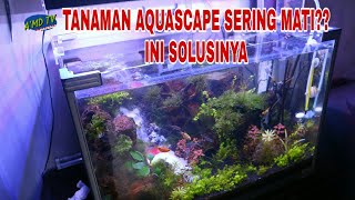 Membuat Co2 Untuk Tanaman Aquascape Agar Tidak Mati [upl. by Acey182]