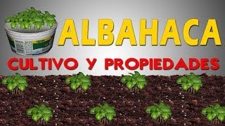 CULTIVO Y PROPIEDADES DE LA ALBAHACA [upl. by Boigie93]