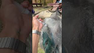 Injeksi analgesik pada kerbau kerbau buffalo vet  toraja vietnam balian bonga saleko [upl. by Eidnil852]