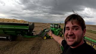 Harvesting Crew Rushes Against Rain [upl. by Nahtaneoj880]