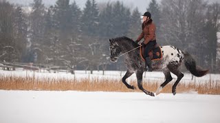 How to Das Pferd im Fellwechsel putzen  Epplejeck Reitsport [upl. by Secnirp207]