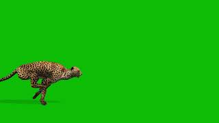 Cheetah Run Fast from Left to Right  Free HD Wildlife Green Screen 3D Animation [upl. by Nosde]