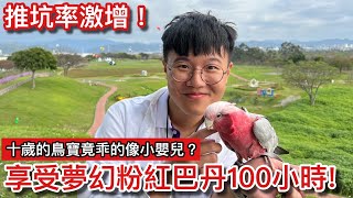 超推坑！稀有「粉紅巴丹鸚鵡」飼養100小時「少女心」大爆發！成群金剛「齊飛后里」超壯觀！辦在百貨公司「鳥聚同樂會」看到媽媽竟超錯愕？【鸚鵡小木屋】【養100小時 EP5】ft鸚鸚美代子 網美紅姿姿 [upl. by Atiuqan]