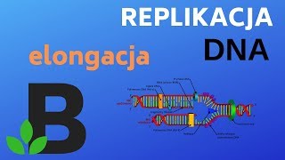 ELONGACJA replikacji DNA  genetyka  KOREPETYCJE z BIOLOGII  205 [upl. by Danyluk716]