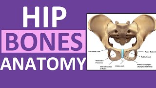 Pelvis Hip Bones Anatomy Os Coxae Pelvic Girdle  Ilium Ischium Pubis [upl. by Leopold]